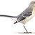 Mockingbirds & Thrashers