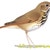 Thrushes