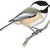 Chickadees & Titmice