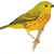 Wood Warblers