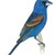 Cardinals & Grosbeaks
