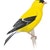 Finches