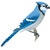 Crows & Jays