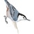 Nuthatches