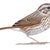 Sparrows