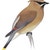 Waxwings