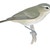 Vireos