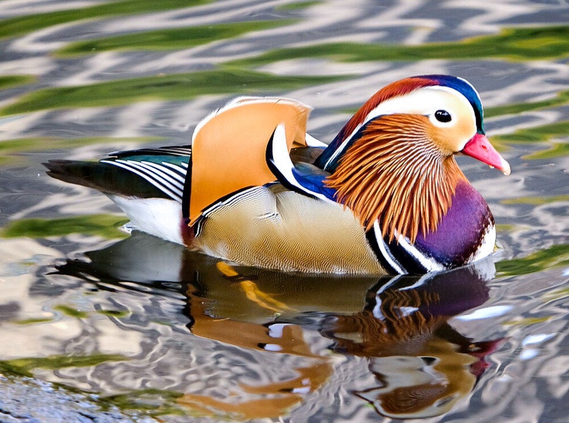 An Open Letter to the Central Park Mandarin Duck | Audubon An Open Letter to the Central Park Mandarin Duck | Audubon