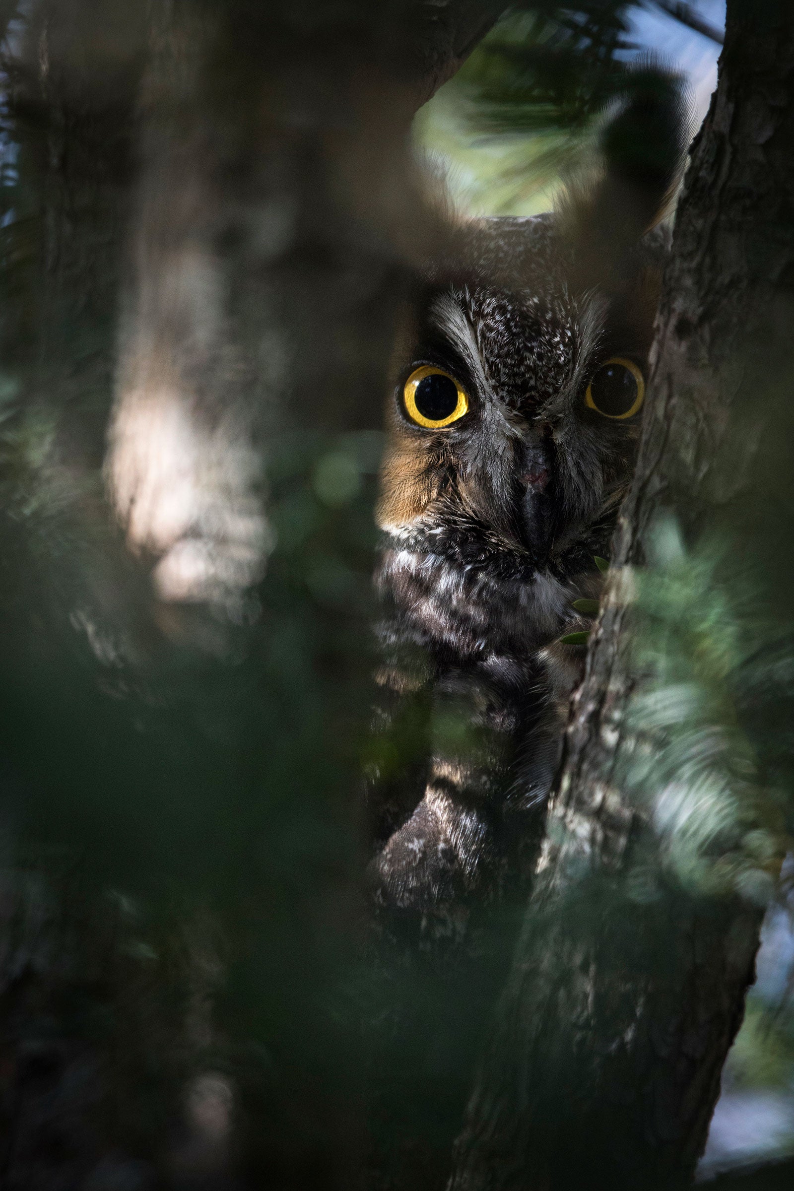 If you're lucky, you might see or hear a Long-eared Owl in Central Park. Francois Portmann