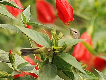 Orange-crowned Warbler - David J. Ringer/̽����ѡ
