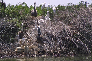 Brown Pelicans with oiled chicks