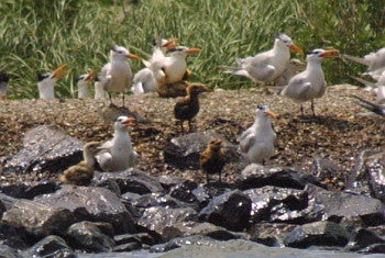 oiled Royal Tern chicks