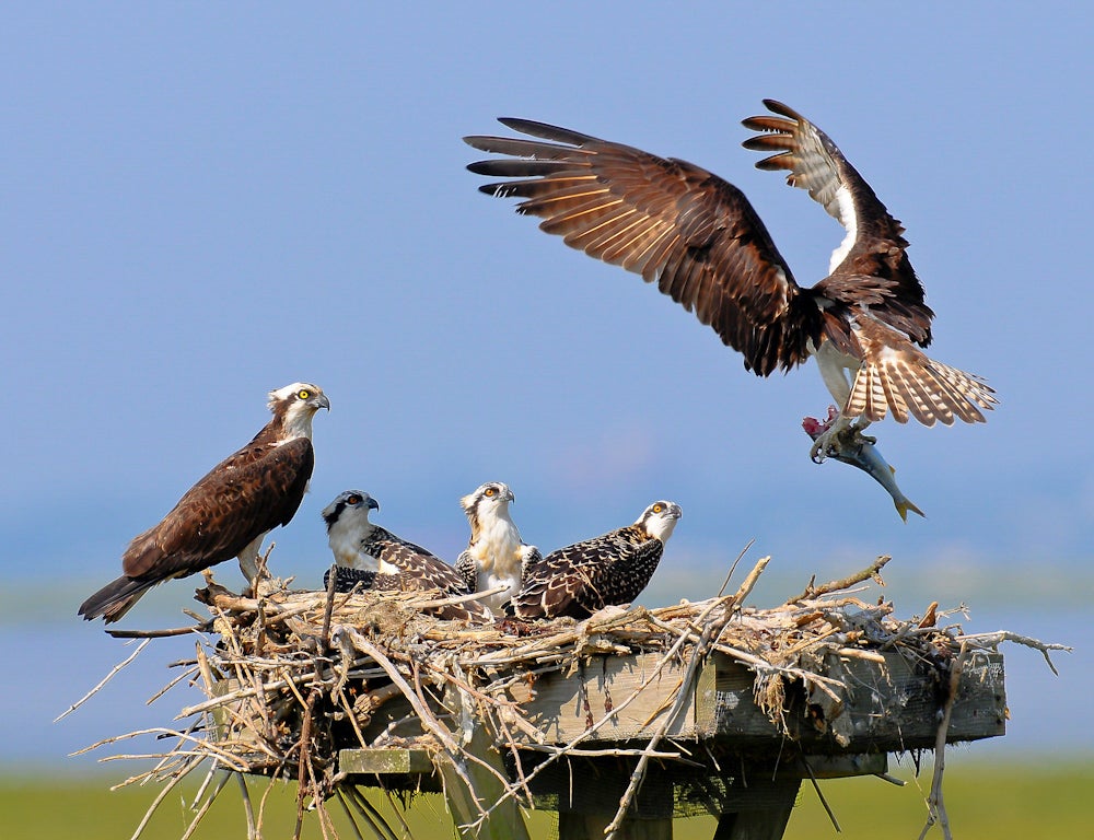Osprey feeding young in nest. Credit: Joseph Costanza/�ԹϺ��� Photography Awards