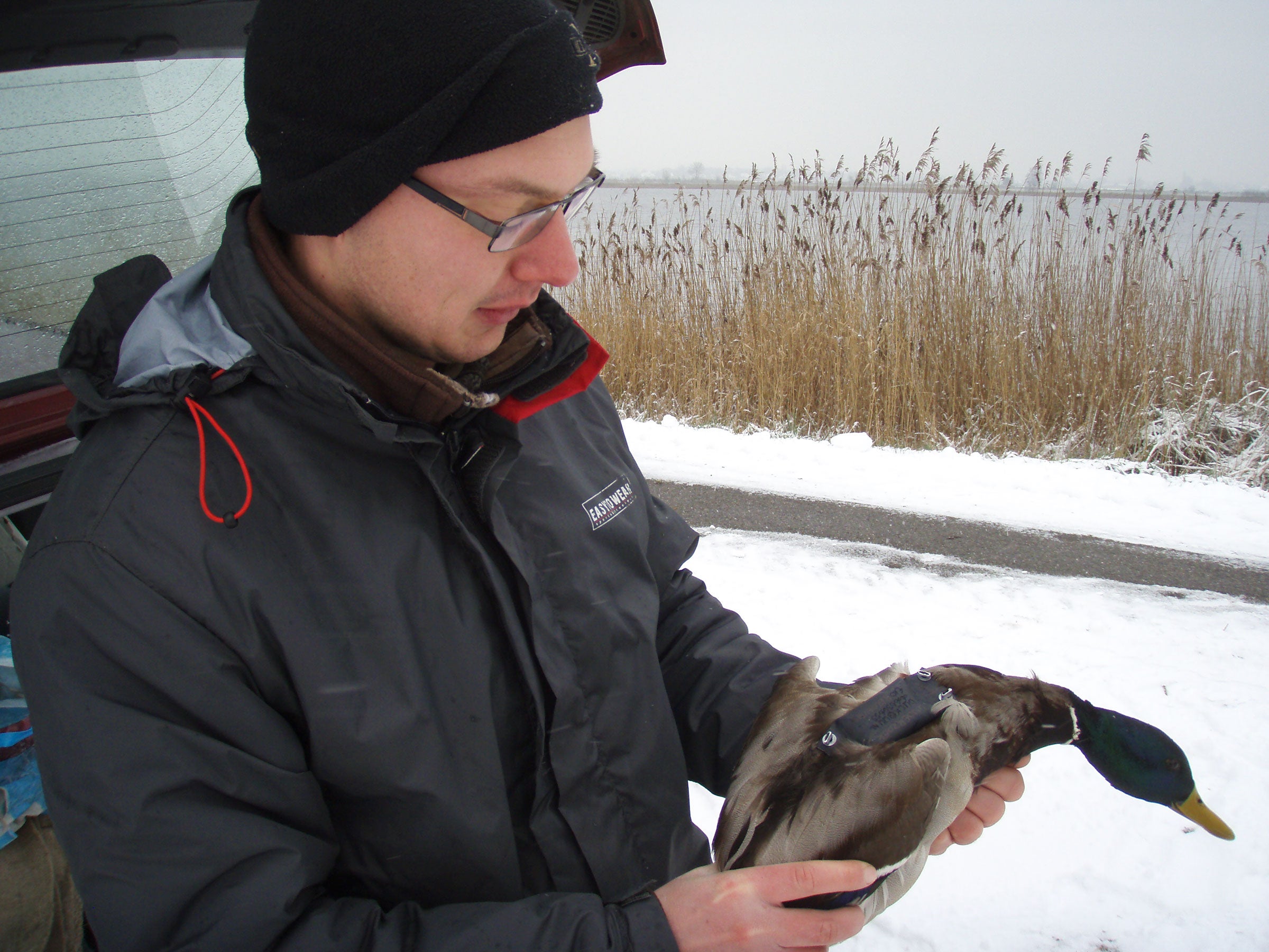 Utrecht University ecologist Erik Kleyheeg holds one of 300 brave research Mallards and its tiny GPS-enabled backpack. Erik Kleyheeg