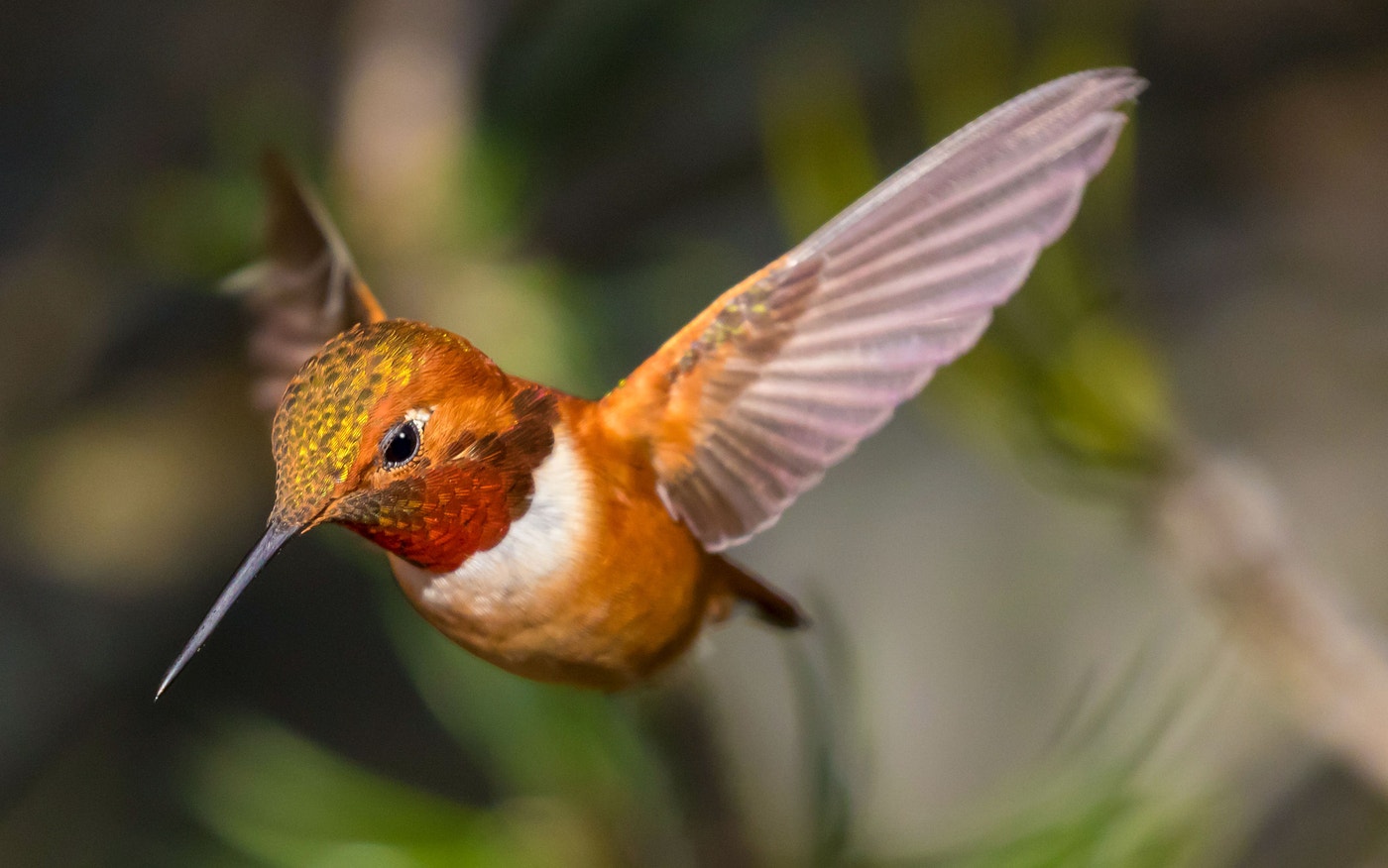 The Origins of Hummingbirds Are Still a Major Mystery | Audubon