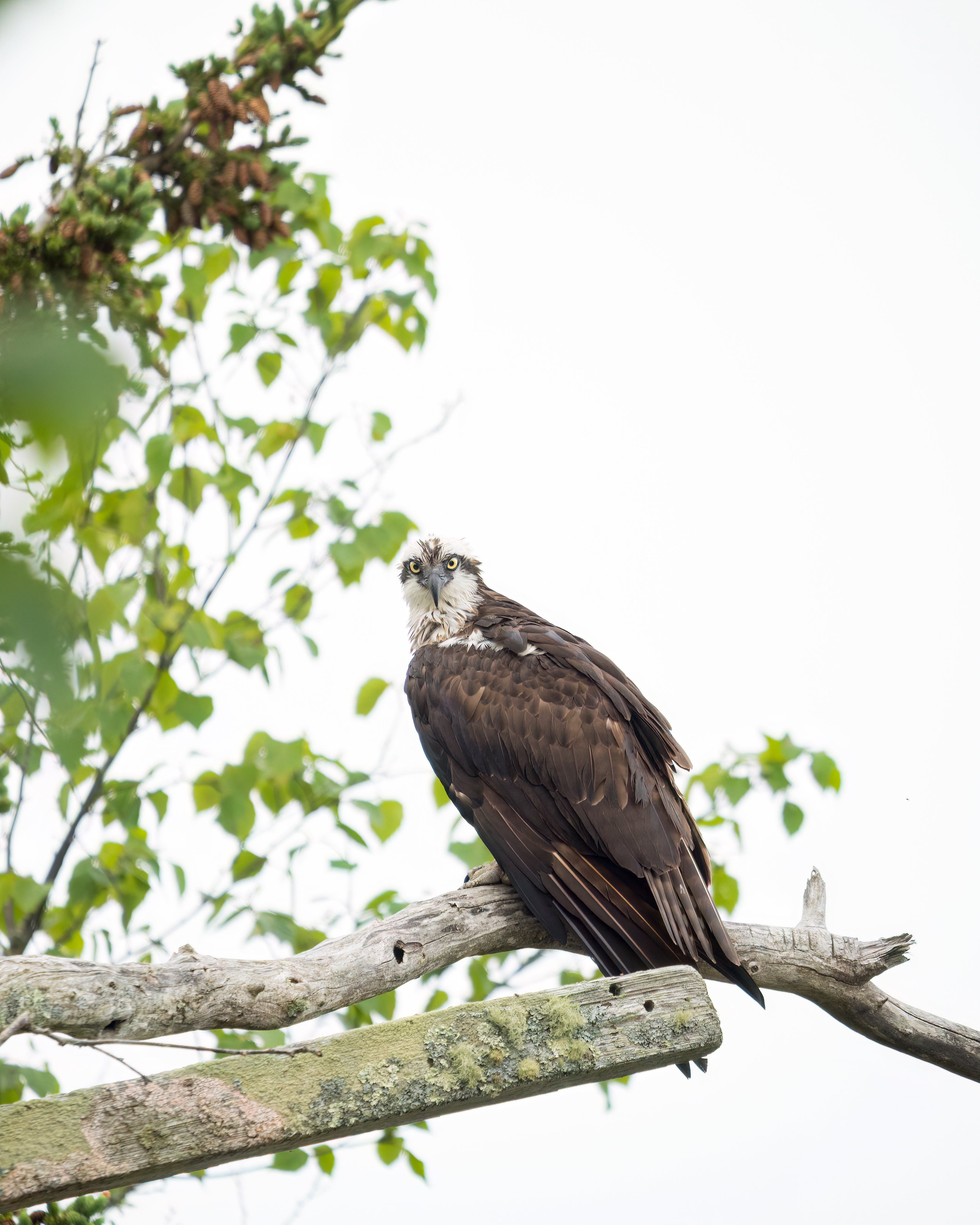 An Osprey perches on a thick tree branch looking directly at the camera. 
