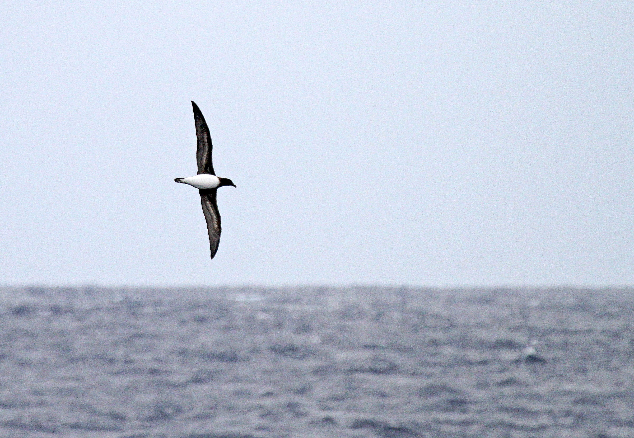 A Tahiti Petrel spotted off the coast of North Carolina may have arrived at its surprising location via hurricane. Agami Photo Agency/Alamy