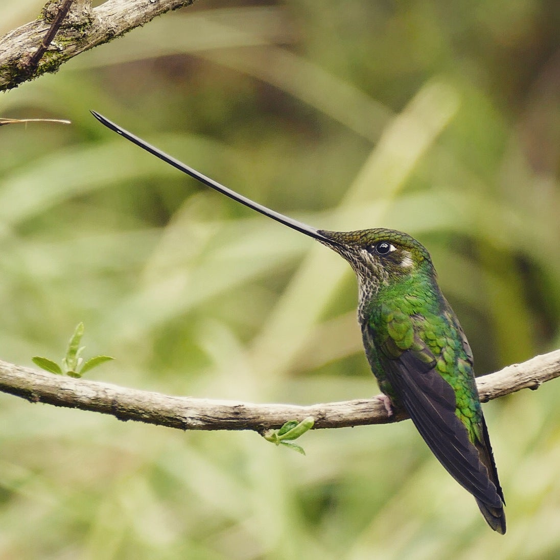 Noah's view of a Sword-billed Hummingbird near Los Nevados National Park. Noah Strycker