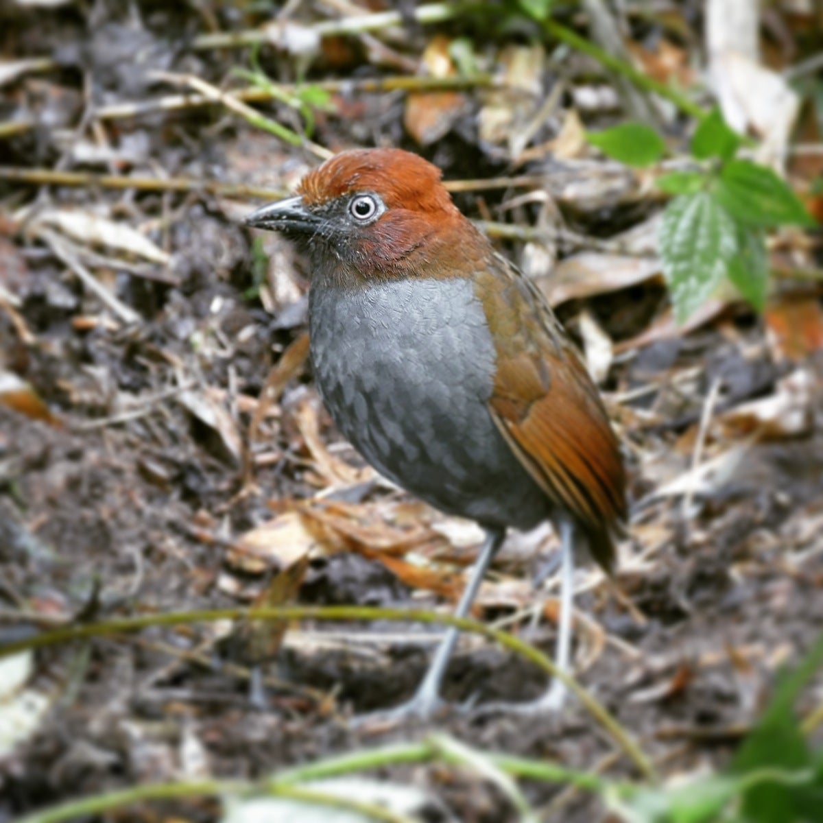 A Chestnut-naped Antpitta hops out of the bushes for its daily worms. Noah Strycker