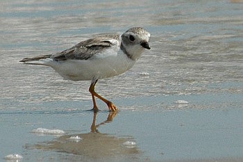 Piping Plover, Erik Johnson