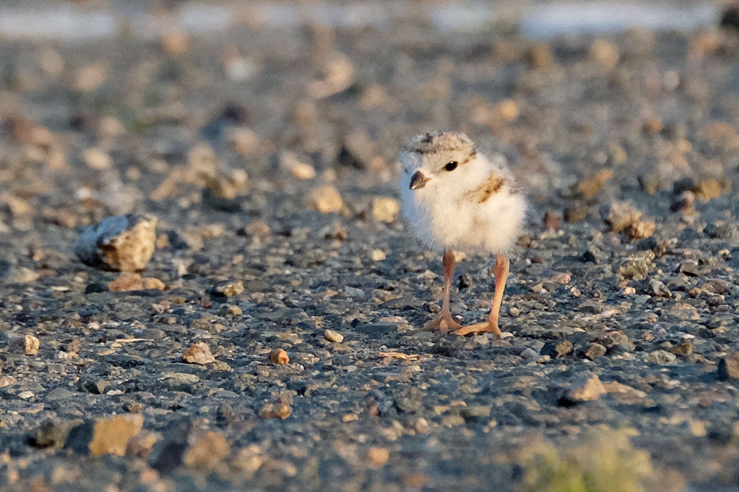 A one-day-old chick in the parking lot. Kim Smith