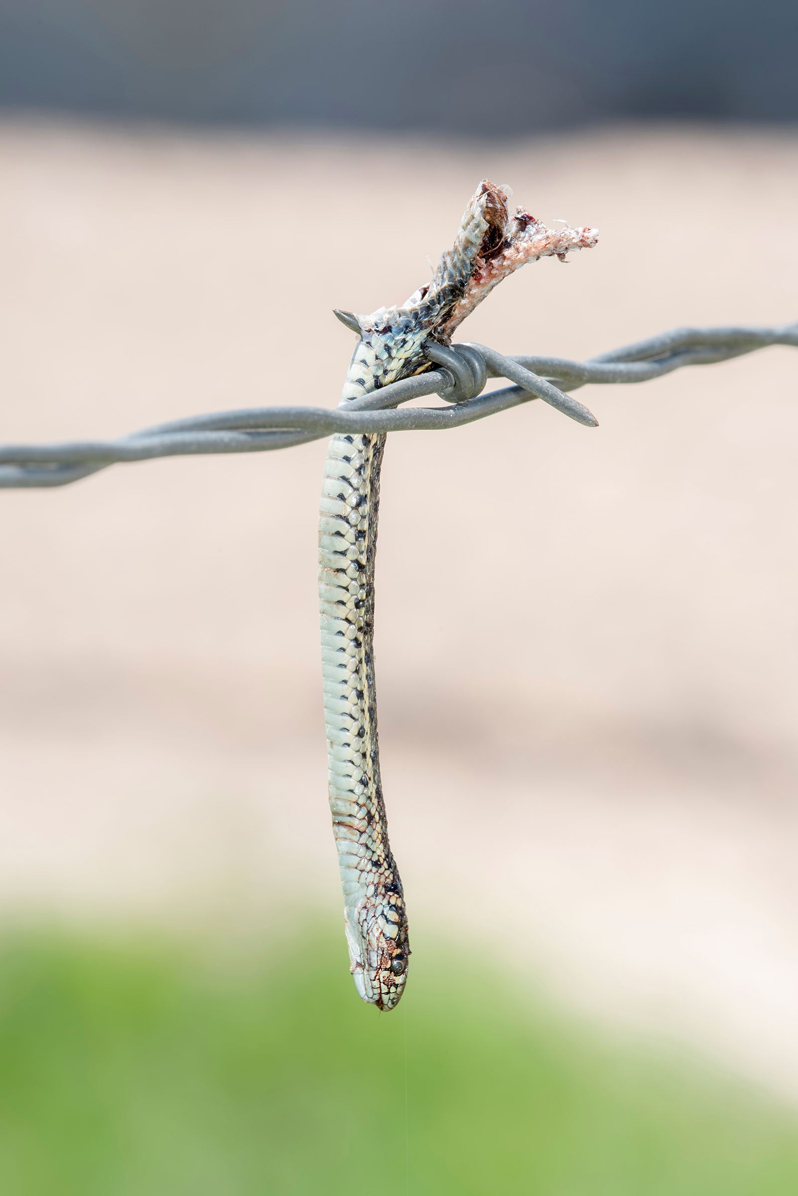 Plains garter snake. Rachel Hopper