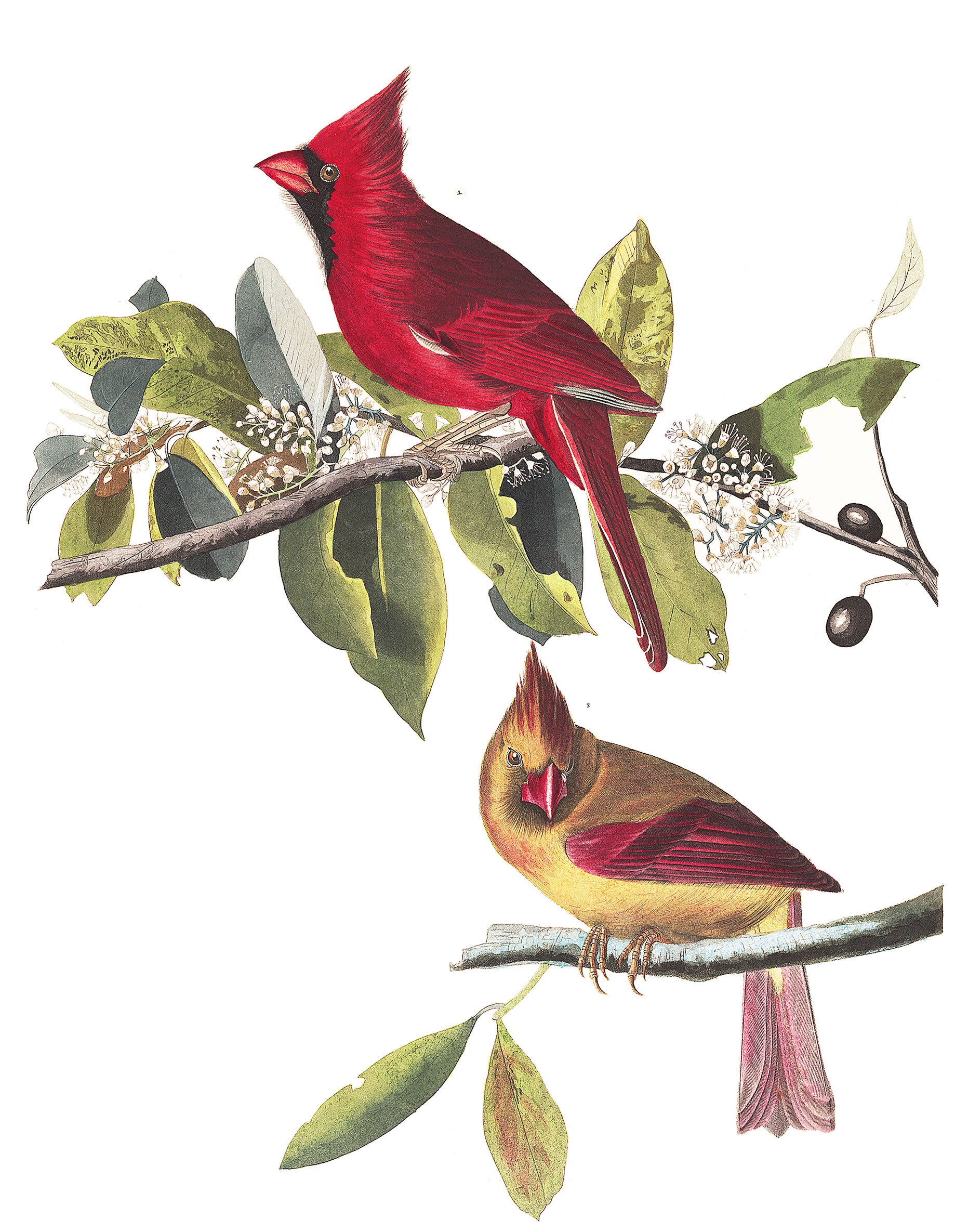 Illustration: John James Audubon