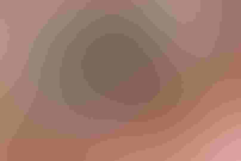 Plum-headed Finch. Photo: G. Hofmann & F. Scheffer