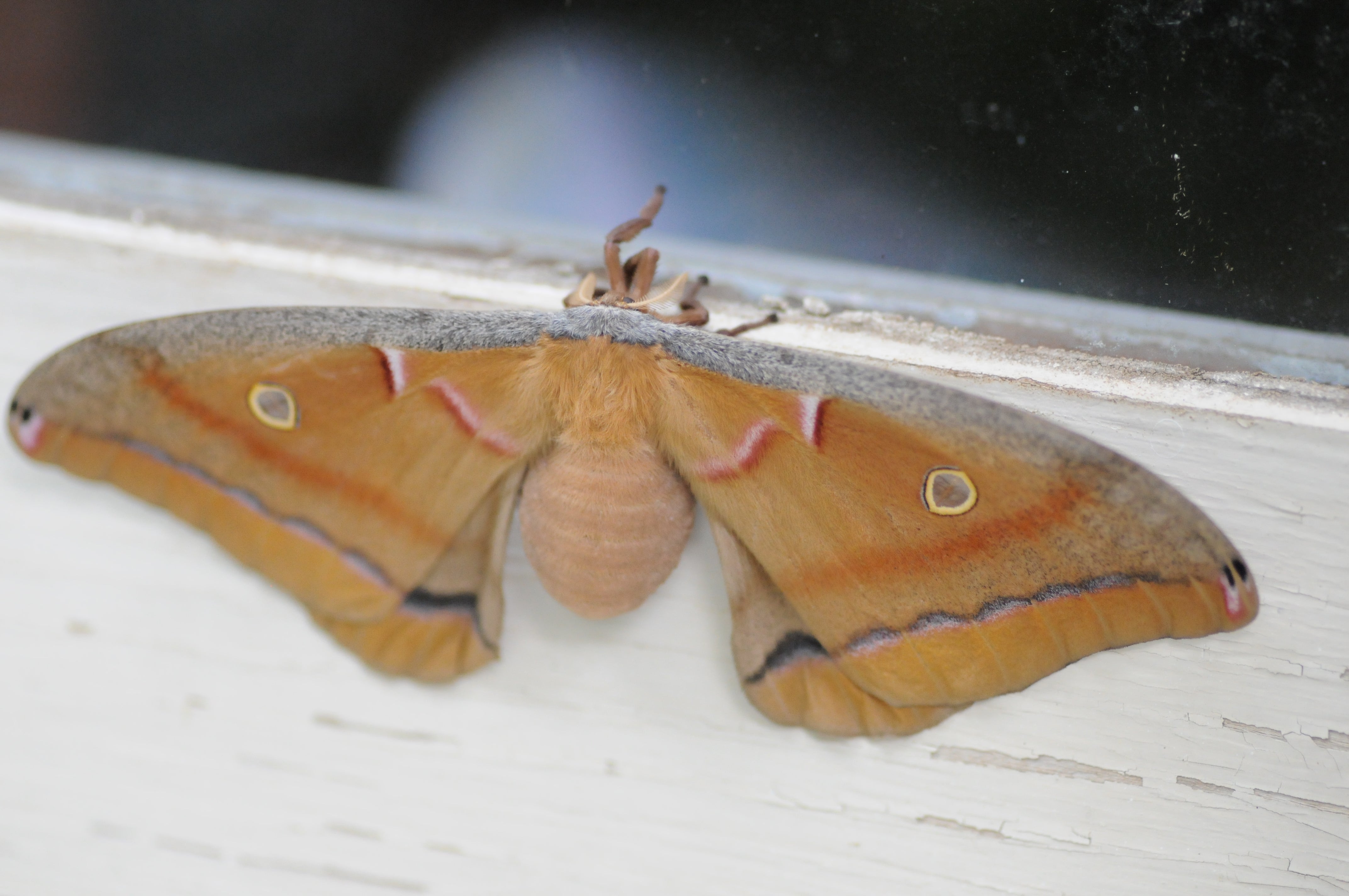 Polyphemus Moth | Audubon
