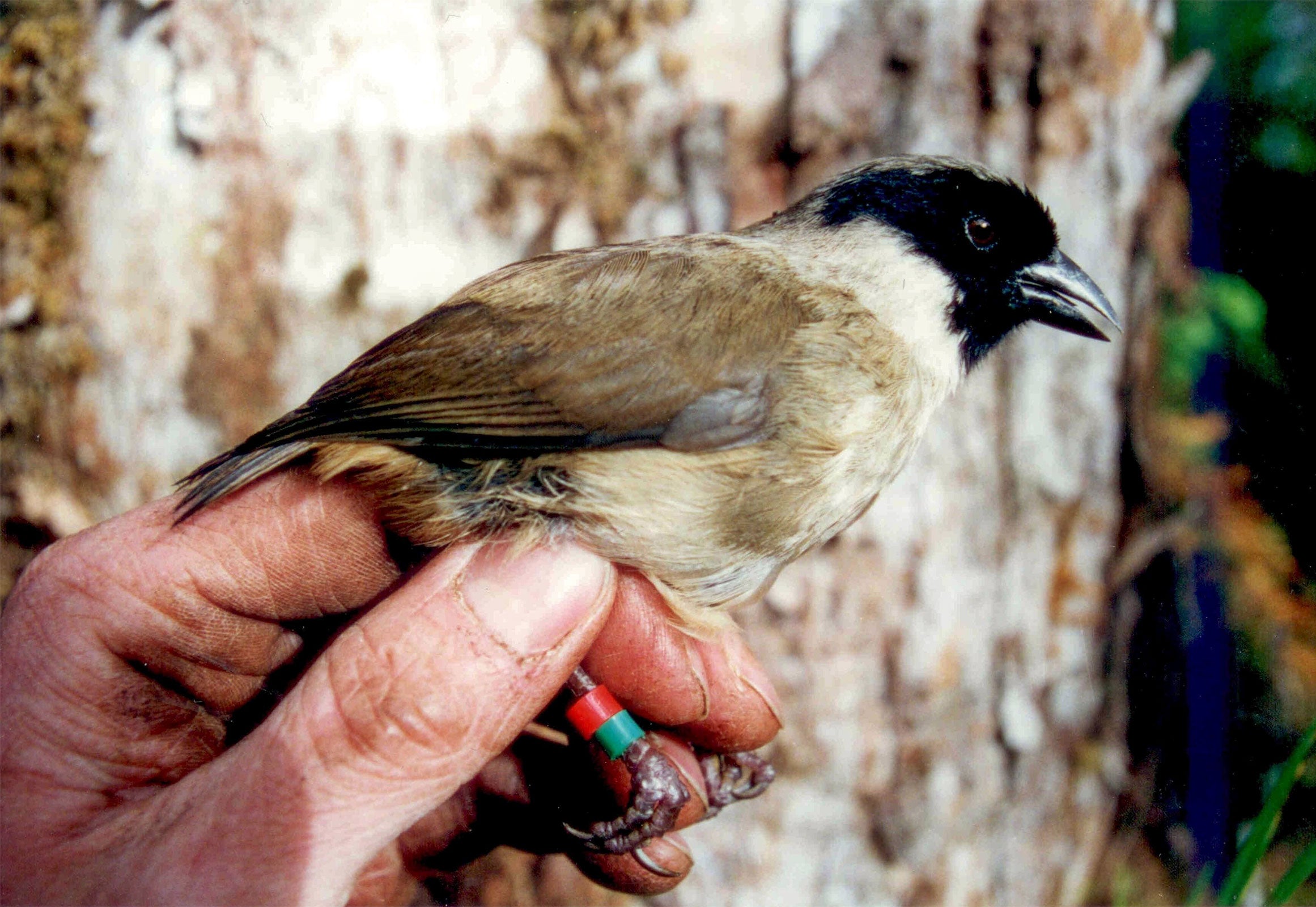 According to the model, the Po'o-uli is extinct. If authorities take up the results, conservationists can turn their attention to protecting other species. Paul E. Baker/USFWS