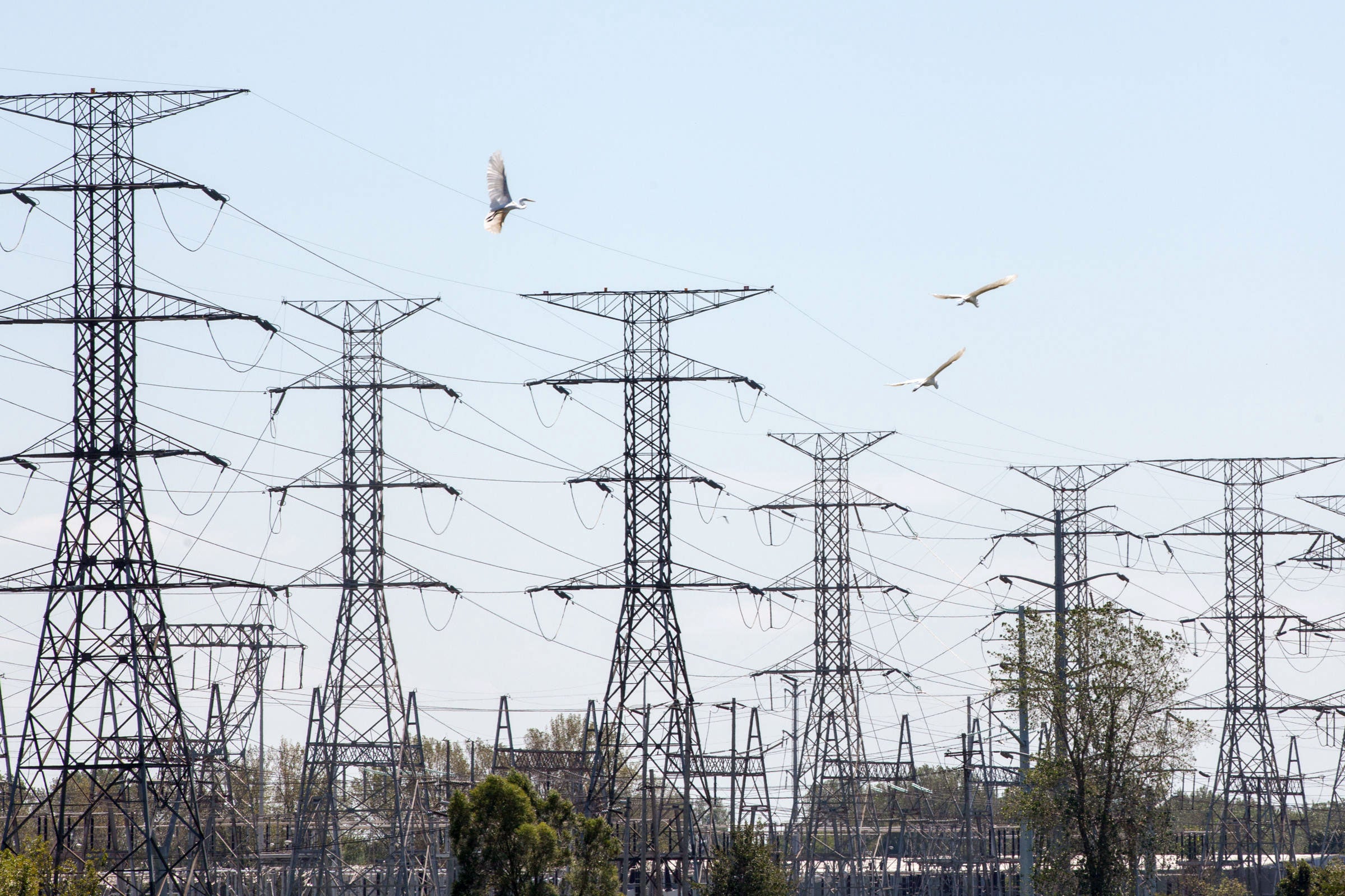 Great Egrets fly near power lines in Illinois. Camilla Cerea/Audubon