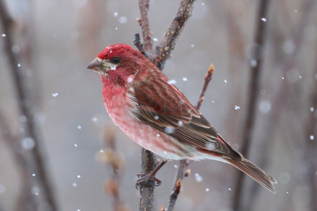 Photo of a Purple Finch perched during snowfall. Credit: dfaulder/Flickr