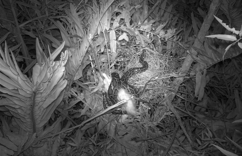 Invasive Pythons Are Targeting Florida’s Wading Bird Colonies | Audubon