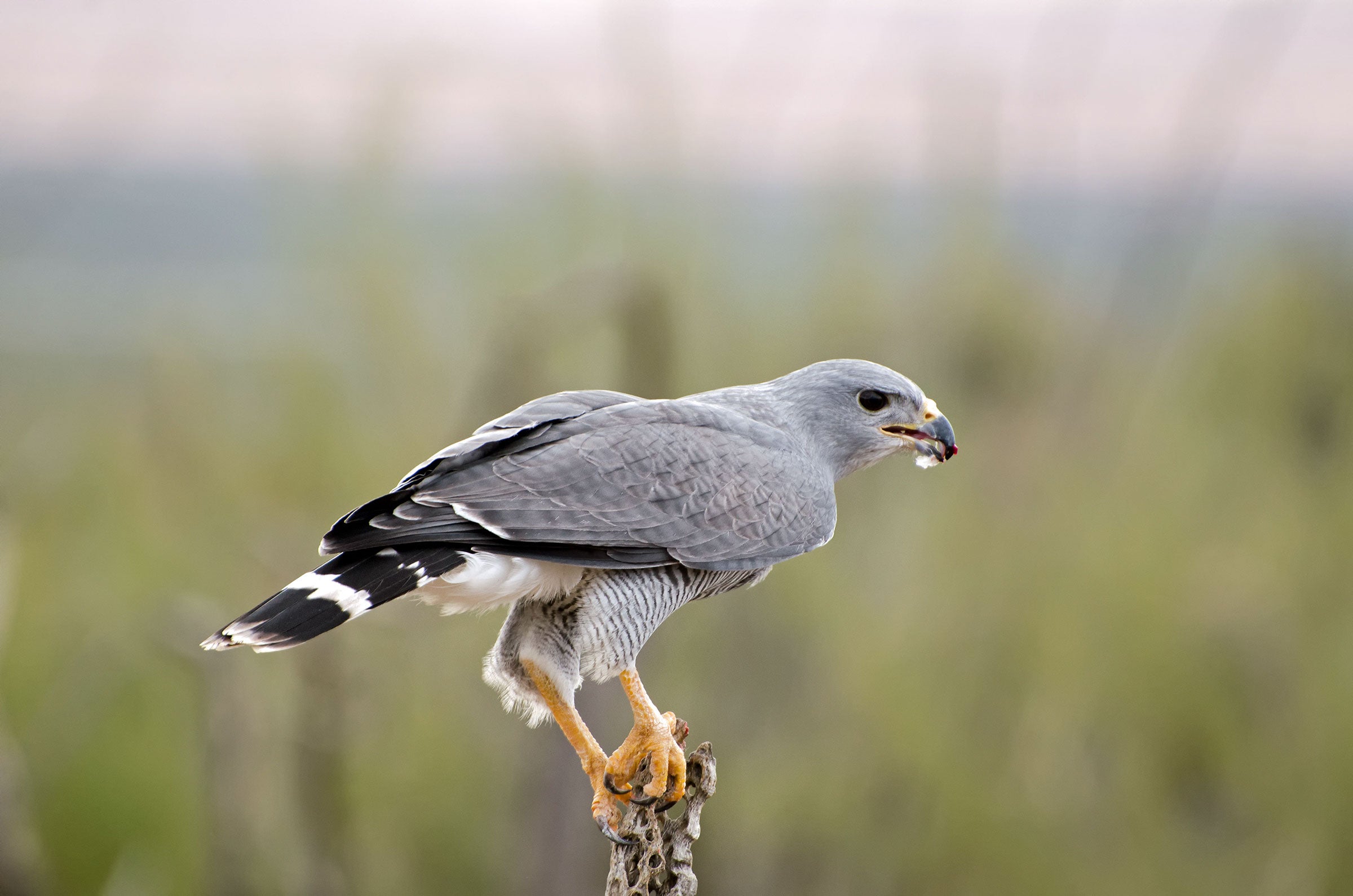 Gray Hawk. Evelyn Harrison/Alamy