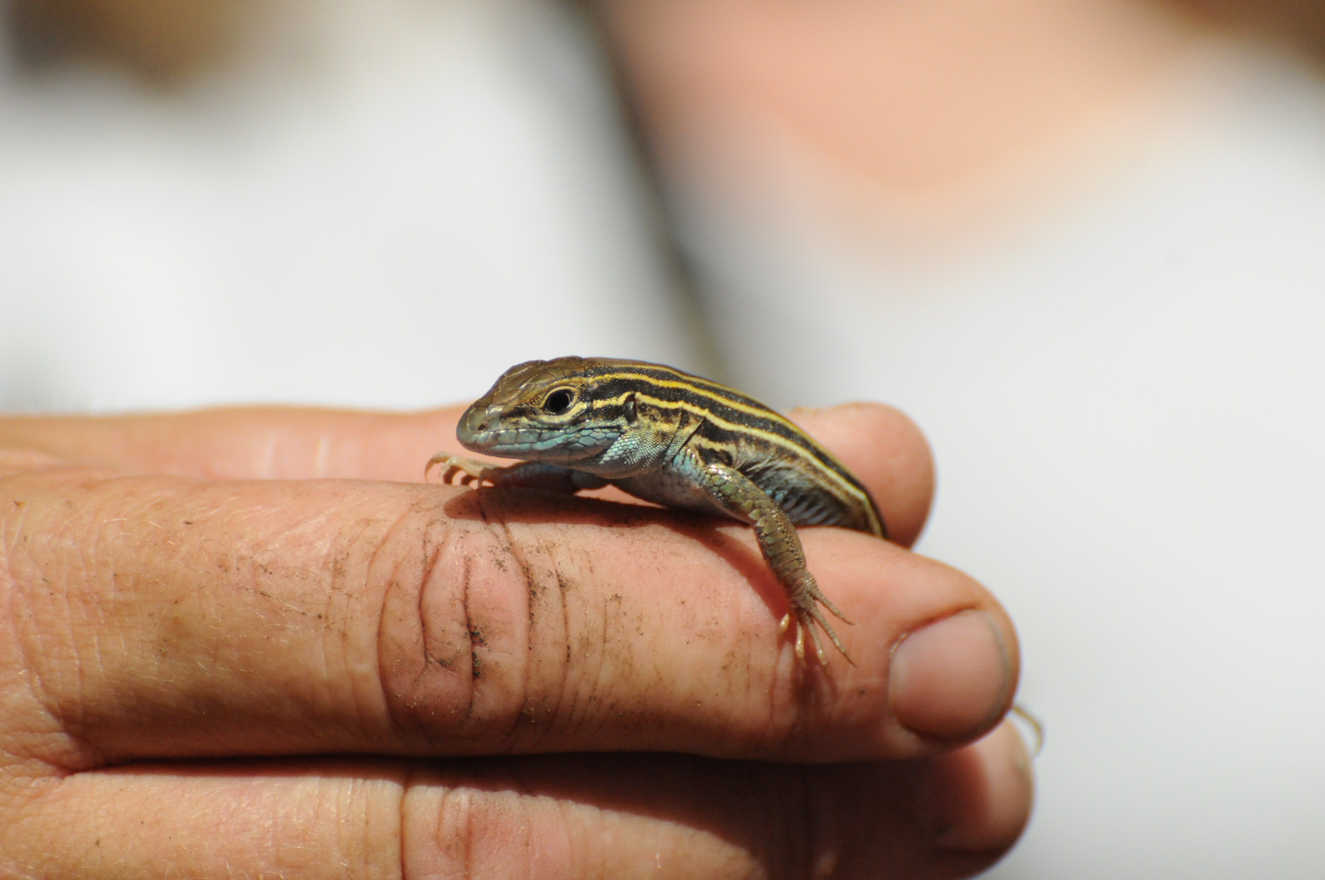 Six-lined Racerunner | Audubon