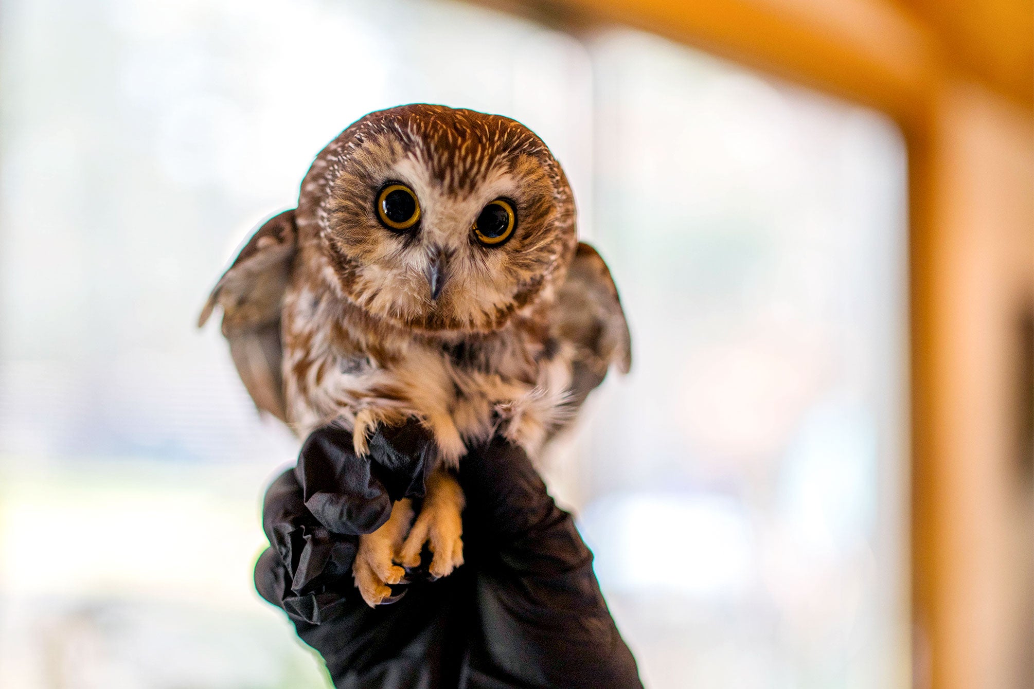 Rocky the Northern Saw-Whet Owl found in the Rockefeller Center Christmas Tree. Ravensbeard Wildlife Center