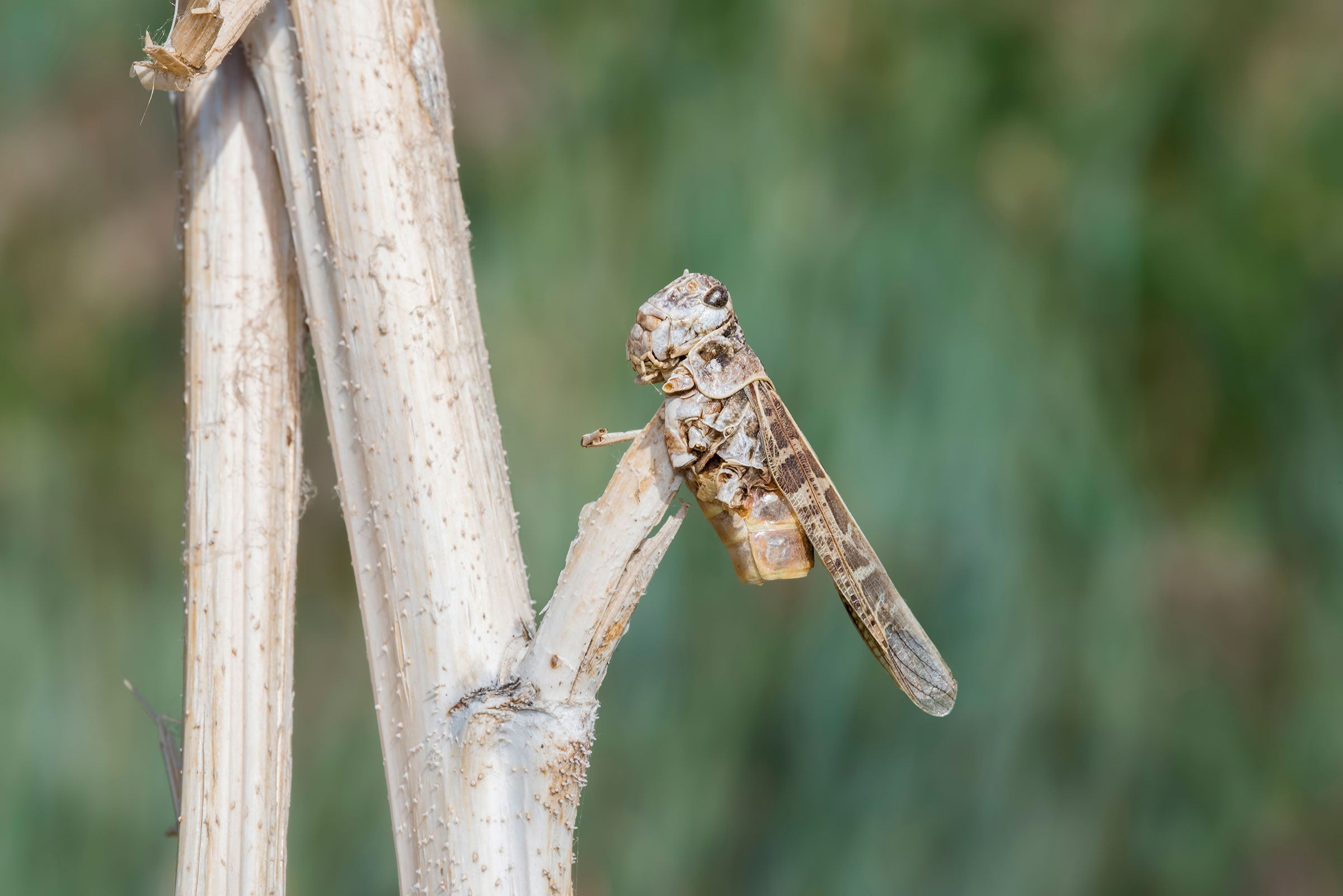 Red-shanked grasshopper. Rachel Hopper