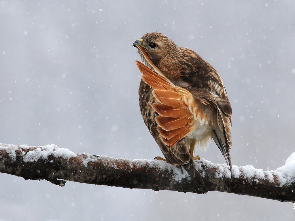 Red-tailed Hawk. Peter Ferguson/Audubon Photography Awards