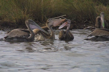 released young Brown Pelicans by Melanie Driscoll