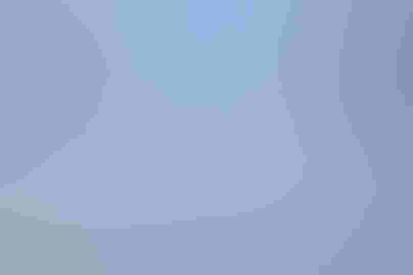 Great-tailed Grackles. Photo: Bob Gibbons/Alamy