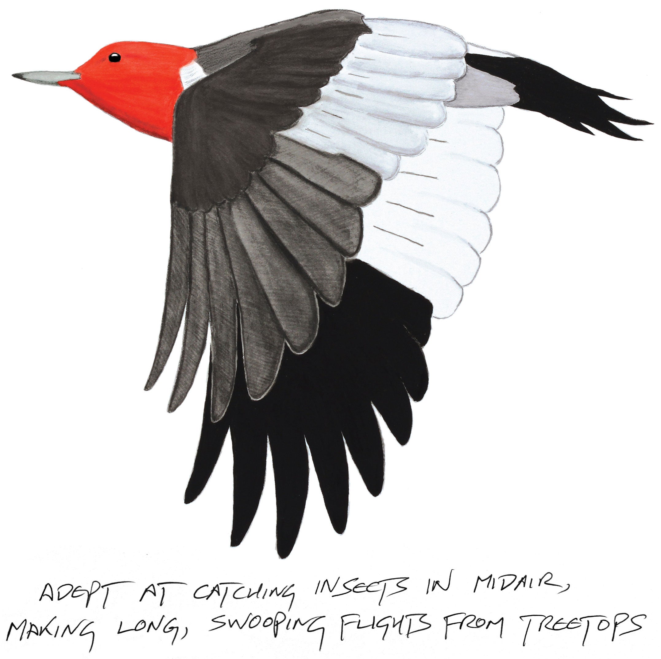 Illustration: Kenn Kaufman