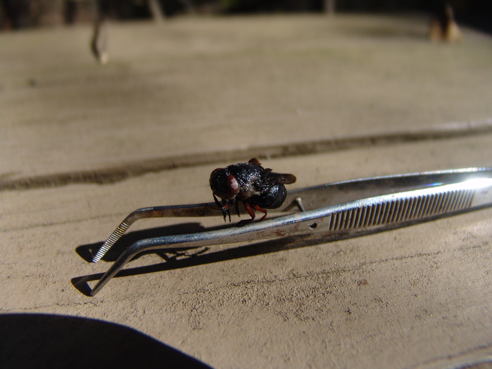Rodent Fly Rodent Bot Fly | Audubon