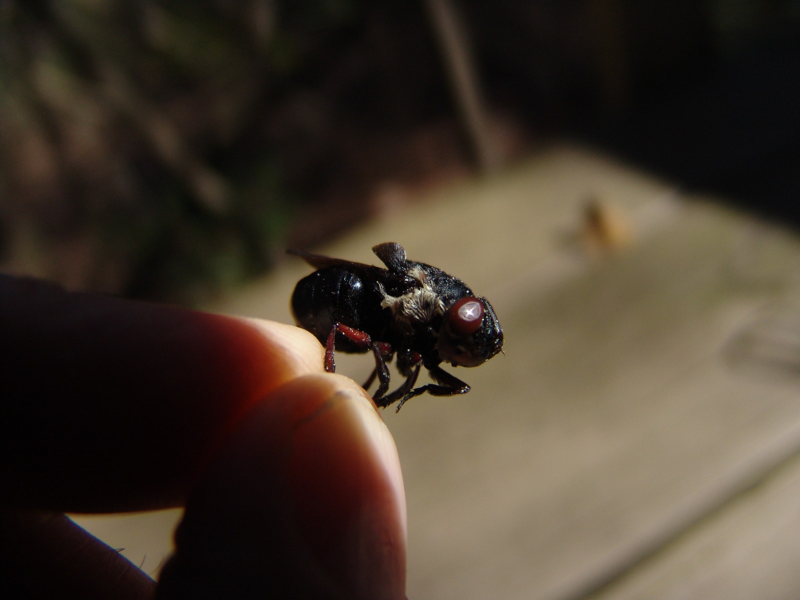 Rodent Fly Rodent Bot Fly | Audubon