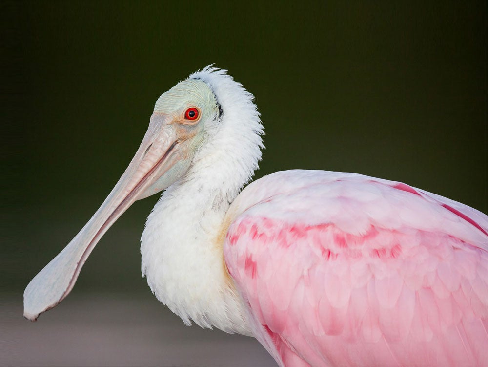 Roseate Spoonbill