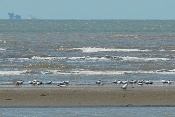 Royal Tern concentration, David J. Ringer