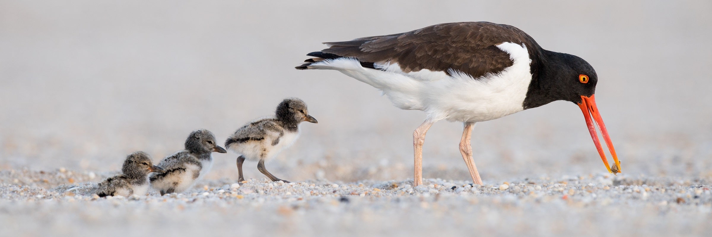 American Oystercatcher.