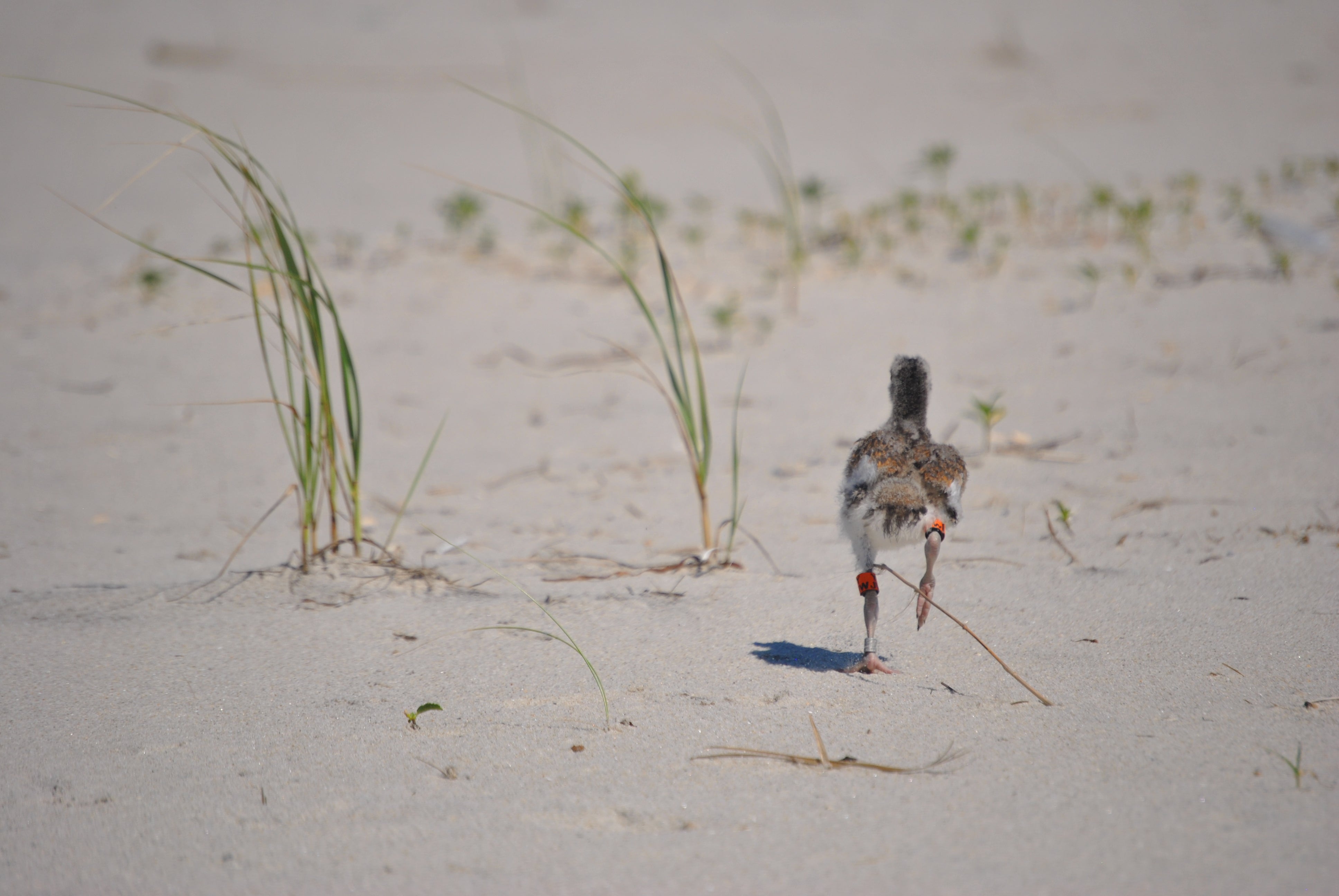 American Oystercatcher, banded juvenile. 