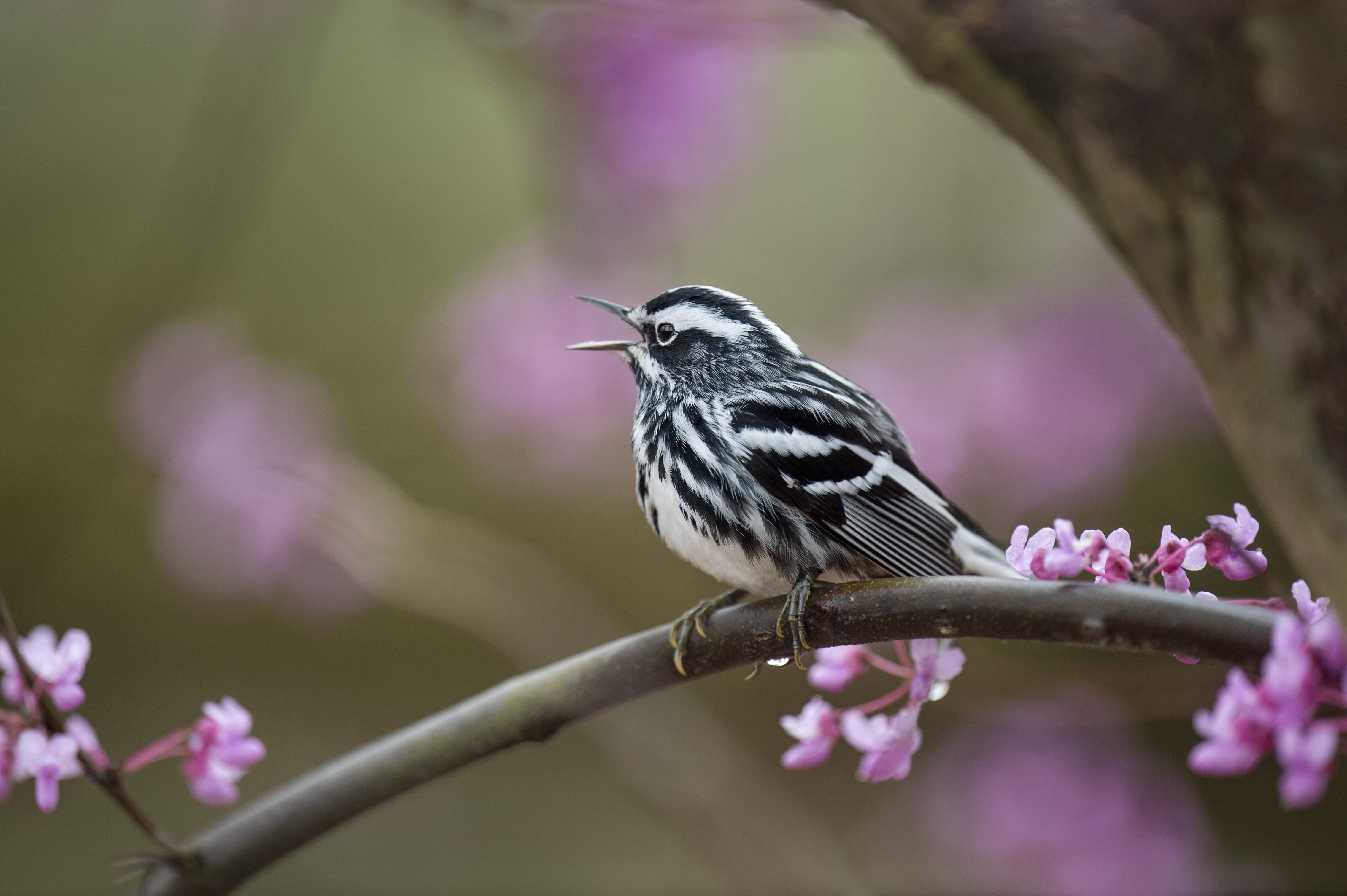 Black-and-white Warbler.