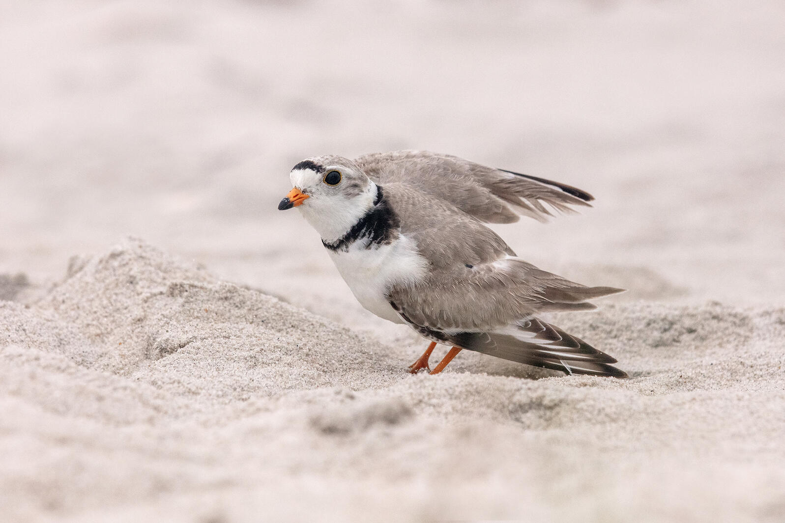 Piping Plover.
