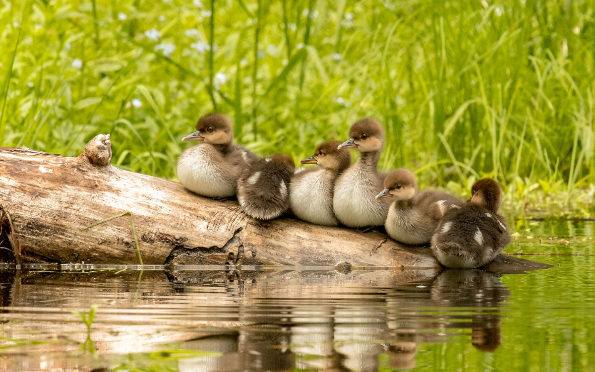 Six fluffy Hooded Merganser ducklings sit along a log in the water, facing different directions.
